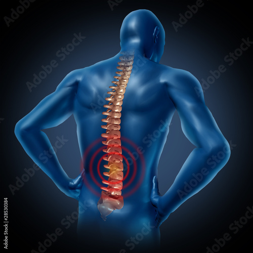 human back pain spinal cord skeleton body #28530384