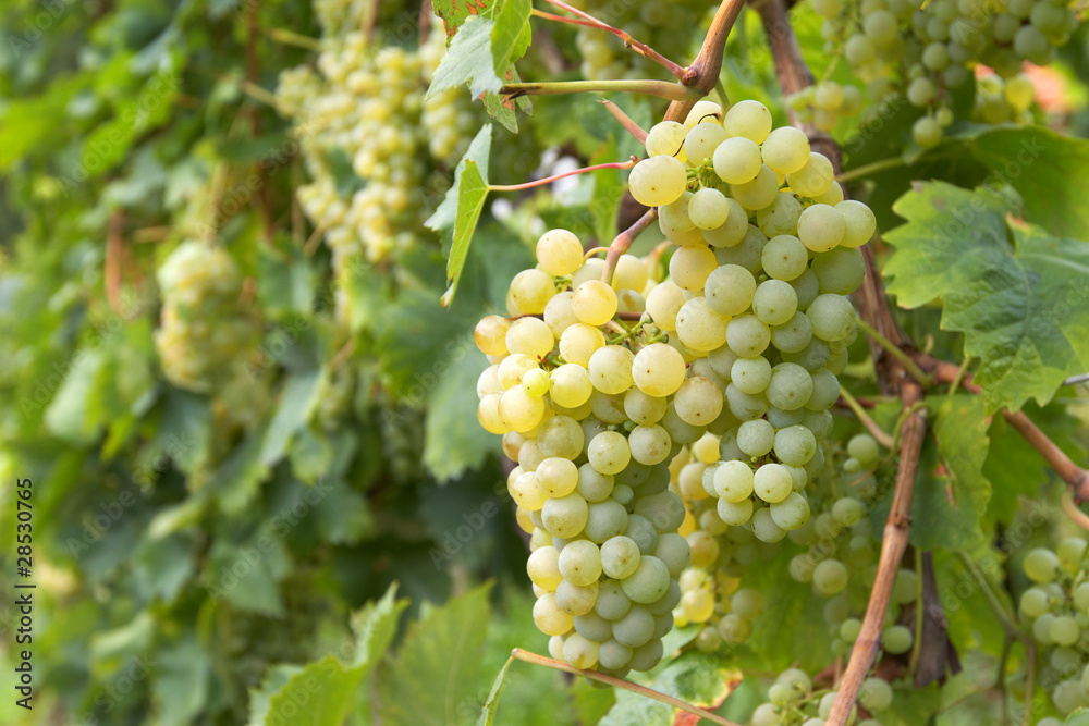 Ripe bunch of grapes