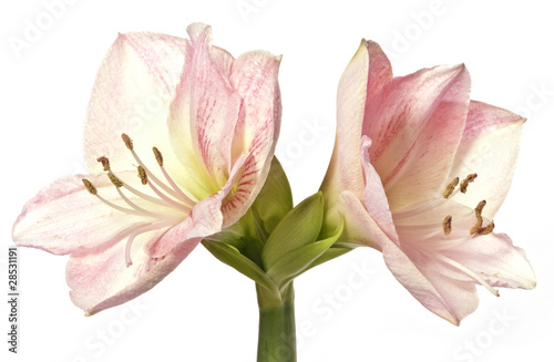 pink amaryllis - lily
