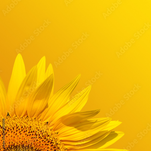 macro of sunflower leaf in summer
