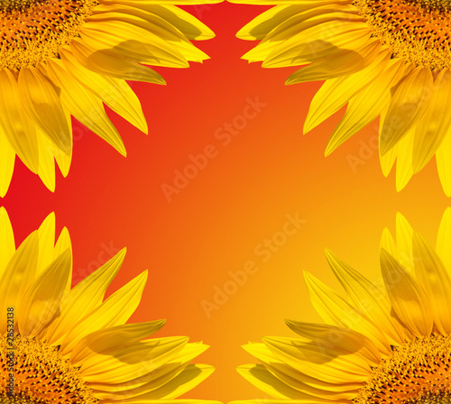 macro of sunflower leaf in summer