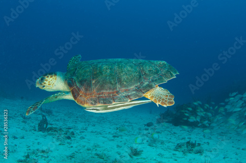 Loggerhead Sea Turtle-Caretta caretta
