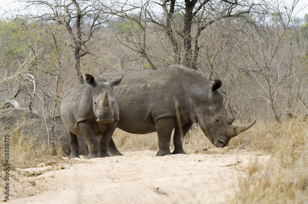 Rhino with young Rhino with young
