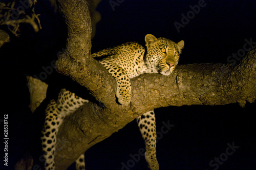 Leopard resting on a treebrench at night