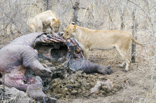 Lions eating a dead Hippo