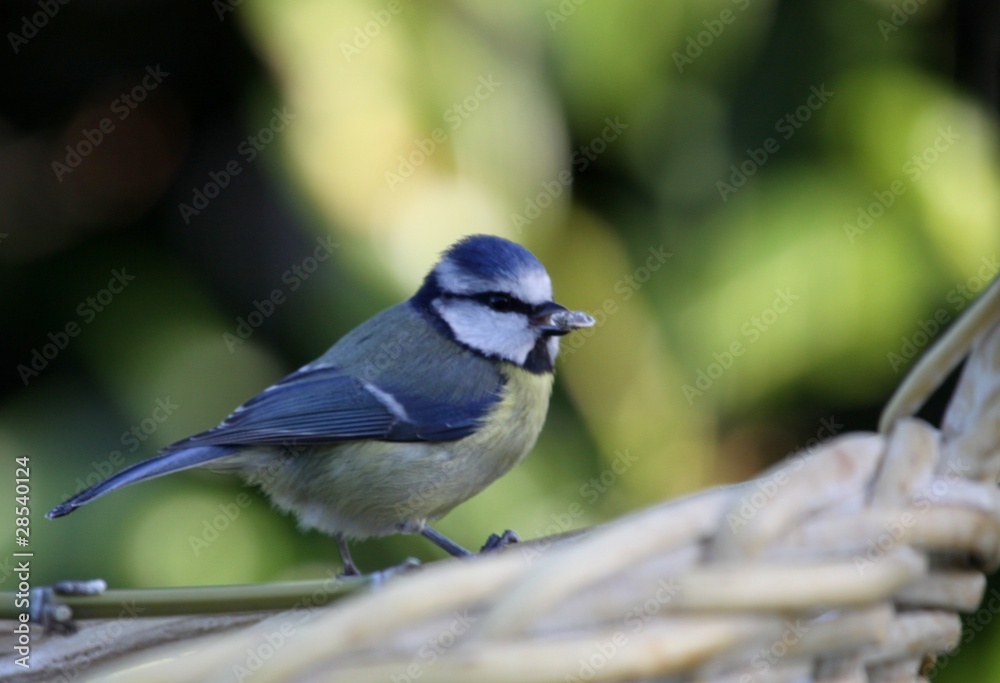 Fototapeta premium mésange bleue