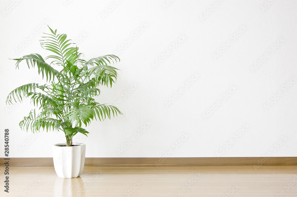 白い壁と床と観葉植物