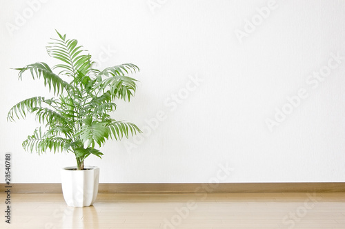 白い壁と床と観葉植物