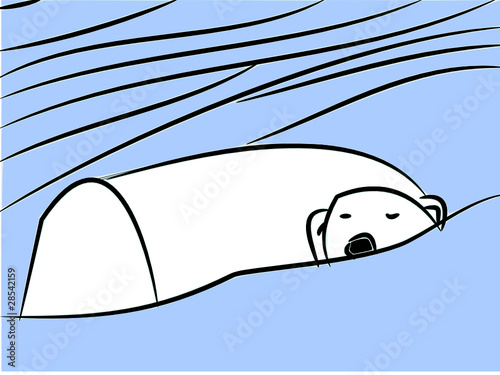 Orso bianco