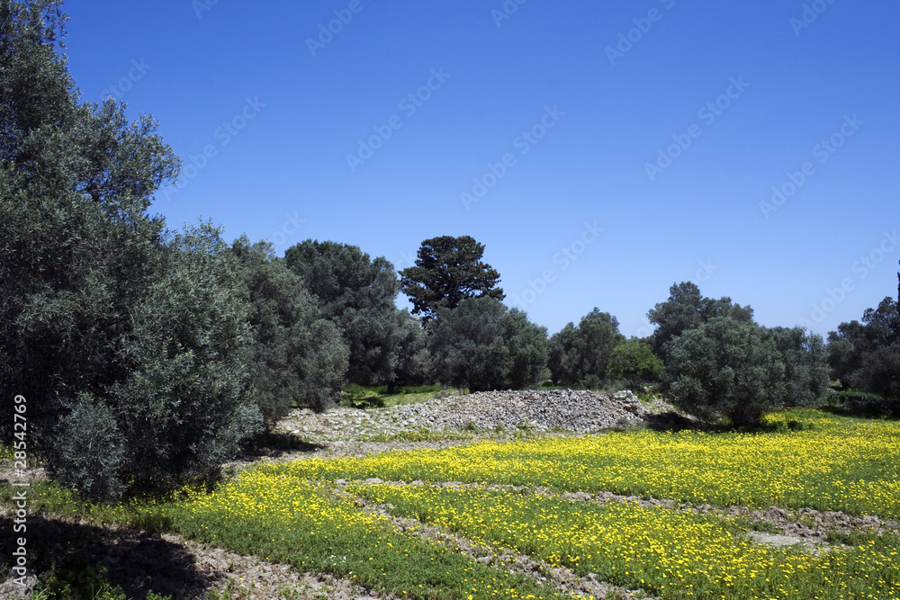 Obraz premium Olives anf yellow flowers in ancient site of Gortyna