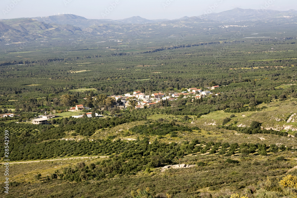 Landscape of extensive olive tree grove in Crete - Messara Vall.