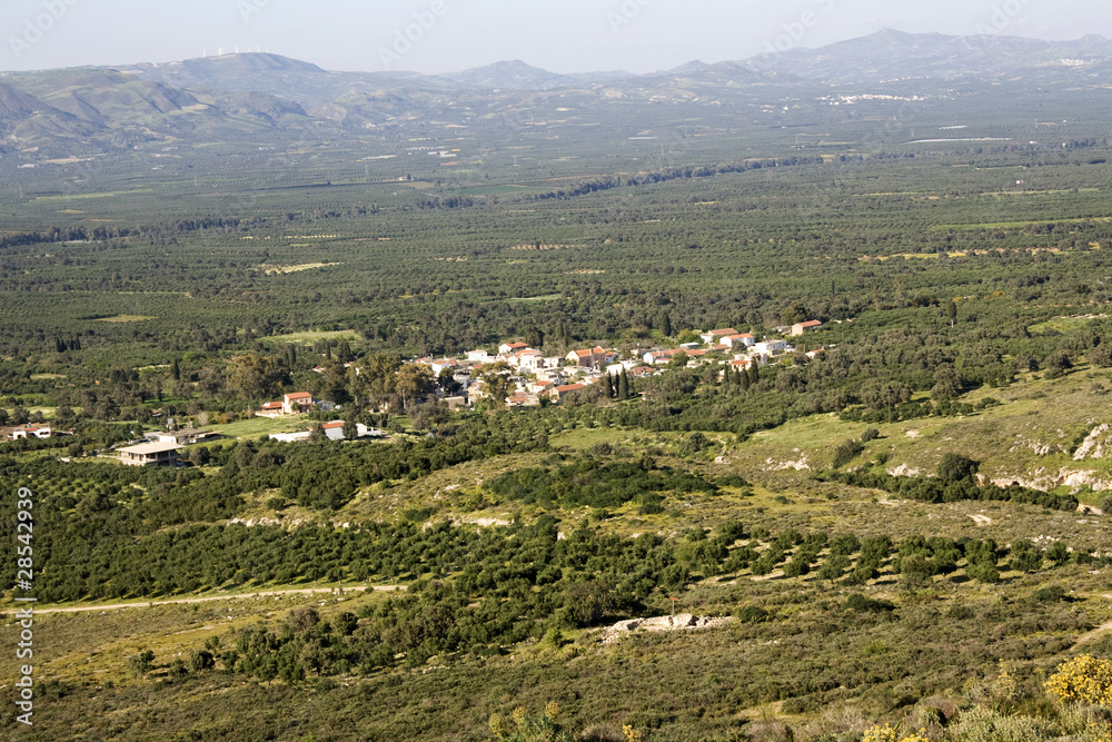 Landscape of extensive olive tree grove in Crete - Messara Vall. Landscape of extensive olive tree grove in Crete - Messara Vall.