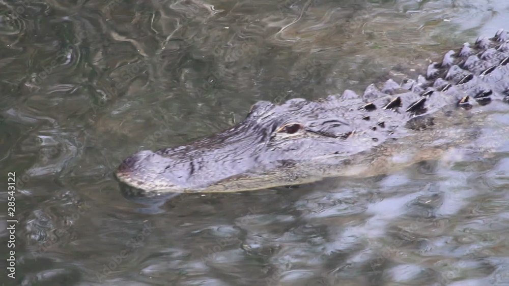 Alligator in Water Alligator in Water