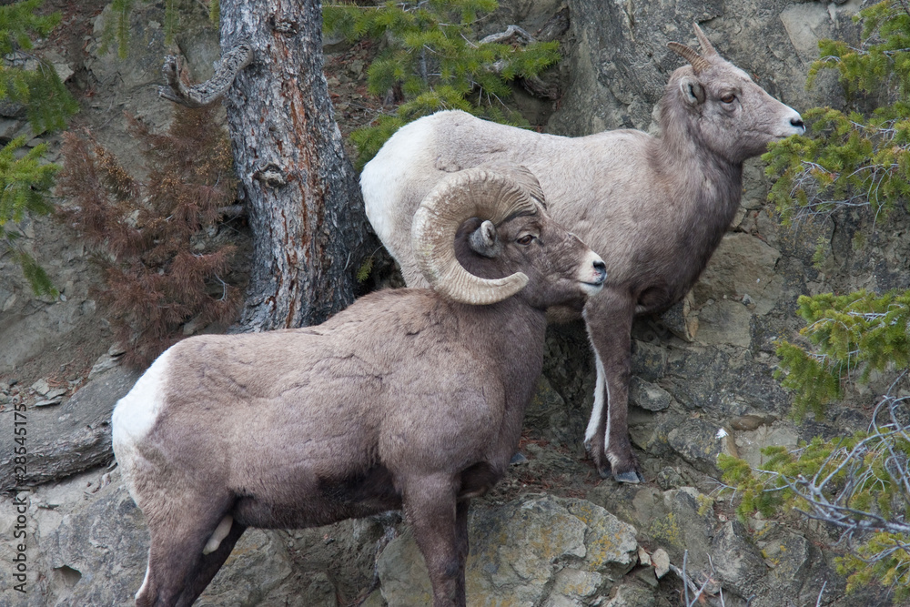 Bighorn Sheeps