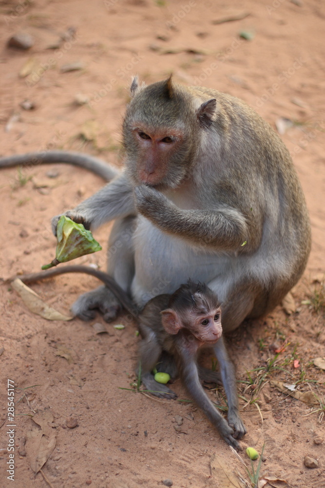 Naklejka premium Monkeys family