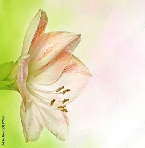 amaryllis lilia on bokeh background