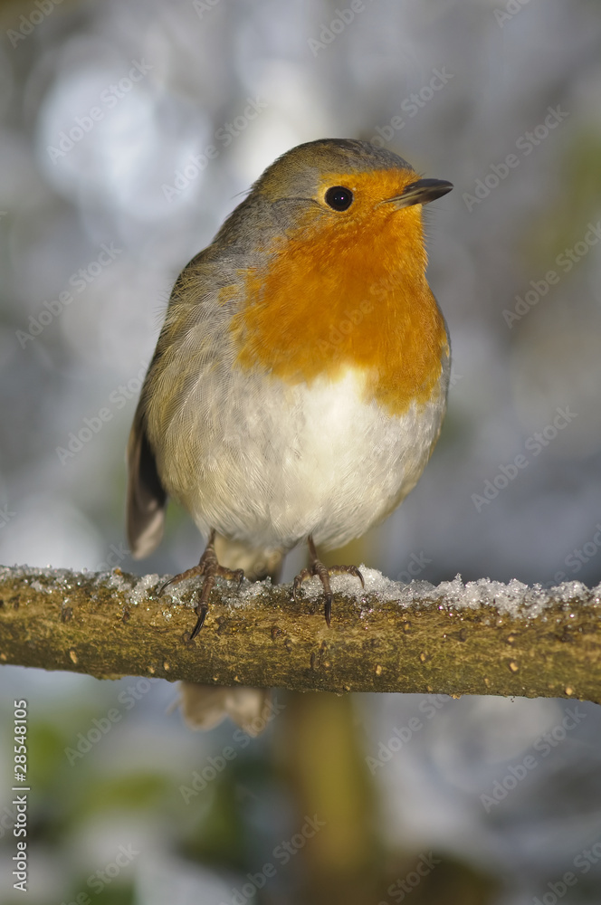 christmas robin sat on snowy perch christmas robin sat on snowy perch