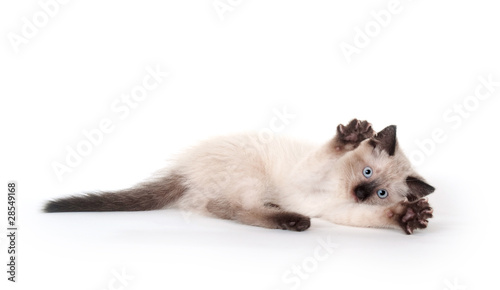 Cute kitten on white background