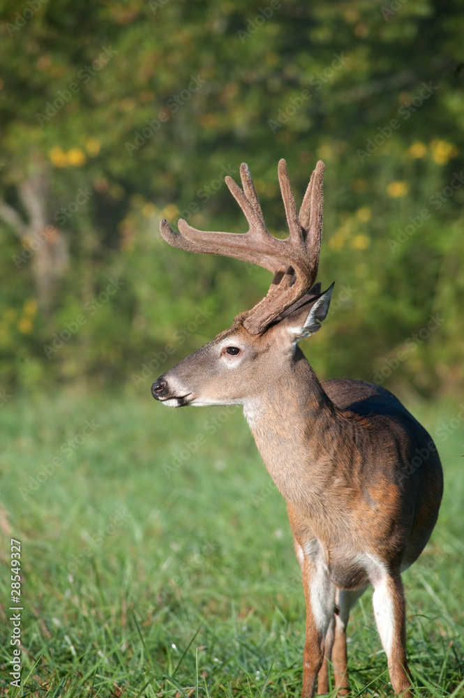 white-tailed deer buck with velvet antlers