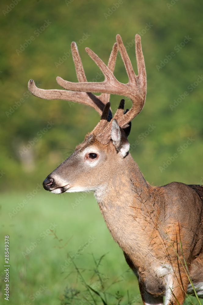 white-tailed deer buck with velvet antlers white-tailed deer buck with velvet antlers