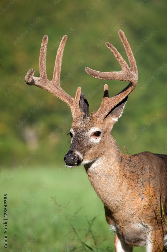 white-tailed deer buck with velvet antlers white-tailed deer buck with velvet antlers