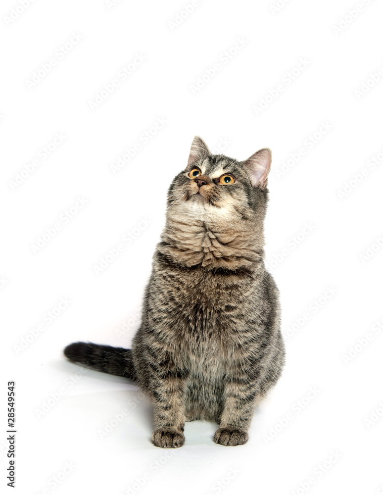 Obraz premium Cute tabby cat