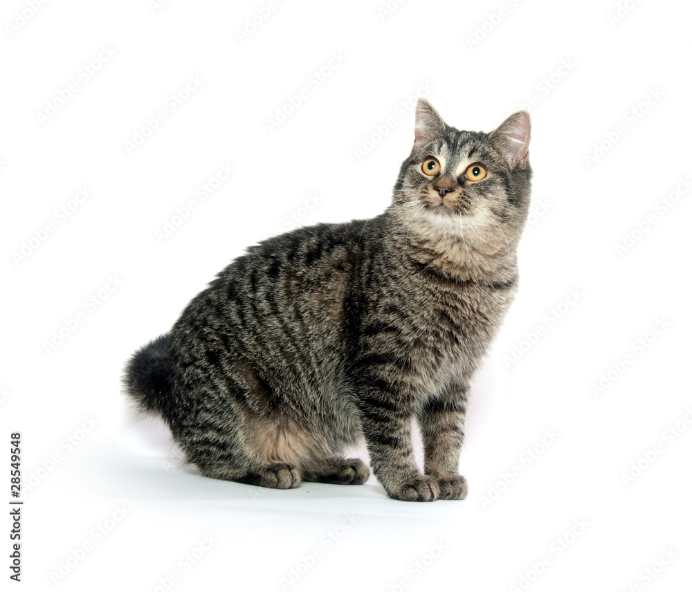 Cute tabby cat Cute tabby cat