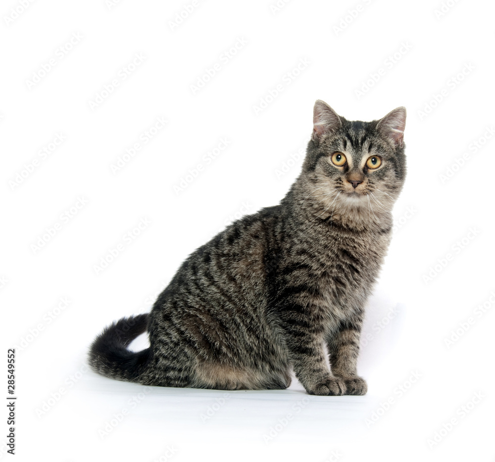 Obraz premium Cute tabby cat