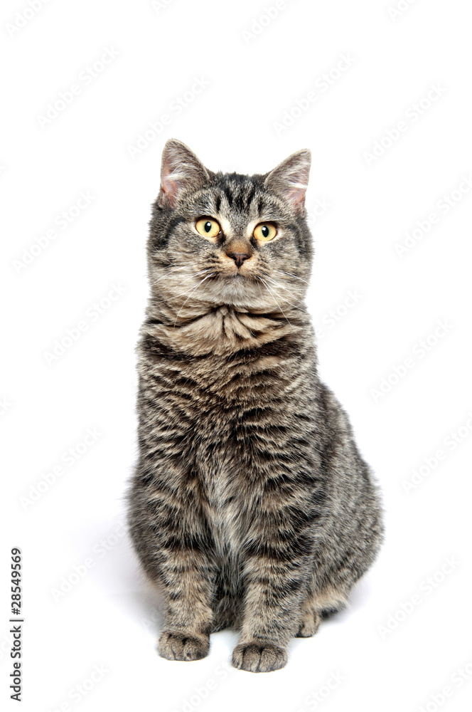 Fototapeta premium Cute tabby cat