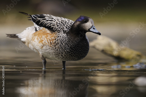 Chilöe Wigeon - Anas sibilatrix photo