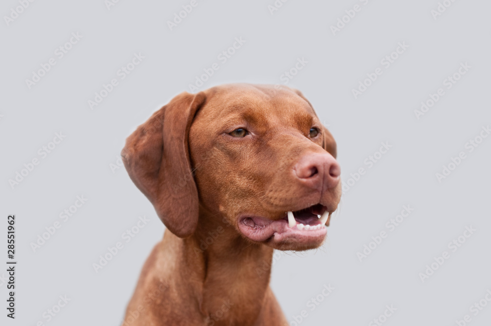 Vizsla Portrait with Shallow Depth of Field Vizsla Portrait with Shallow Depth of Field