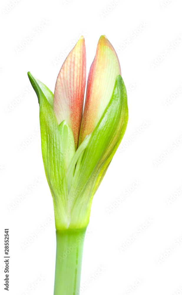 Fototapeta premium An Amaryllis blossom before it opens with clipping path