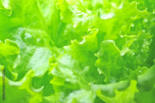 リーフレタスの葉