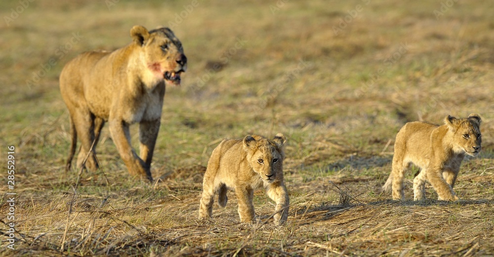 Fototapeta premium Lioness after hunting with cubs.