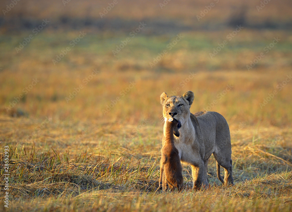 Obraz premium Lioness with prey.