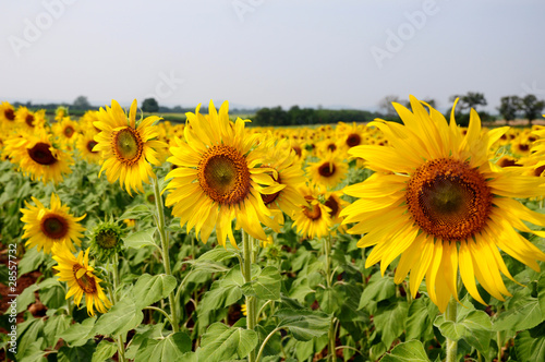 Fototapeta Naklejka Na Ścianę i Meble -  Sunflowers field