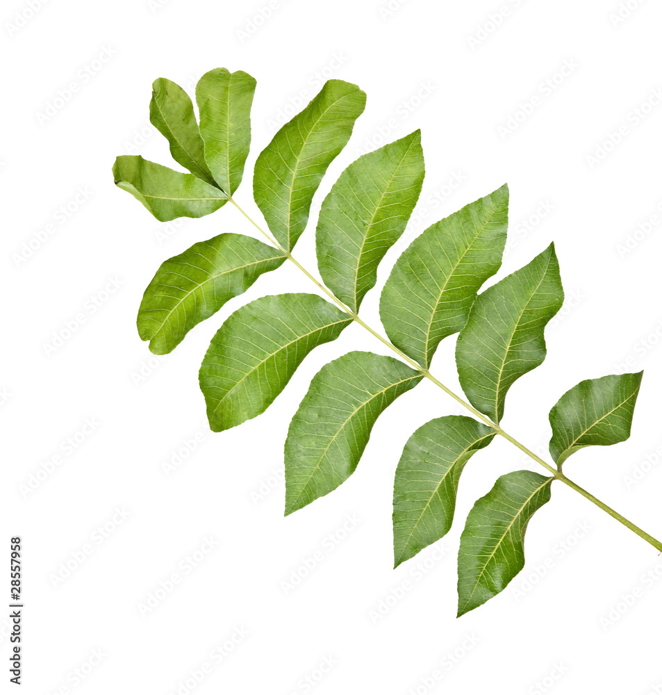 Fototapeta premium Branch isolated on white