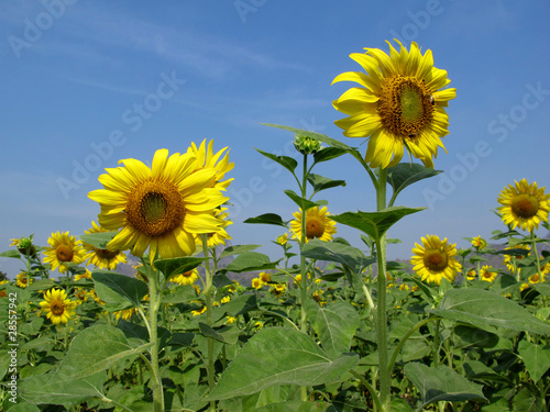 Sunflowers field