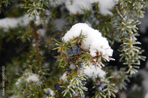 Wacholder im Winter
