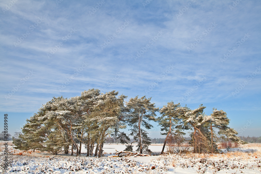 pine trees at edge of frozen lake