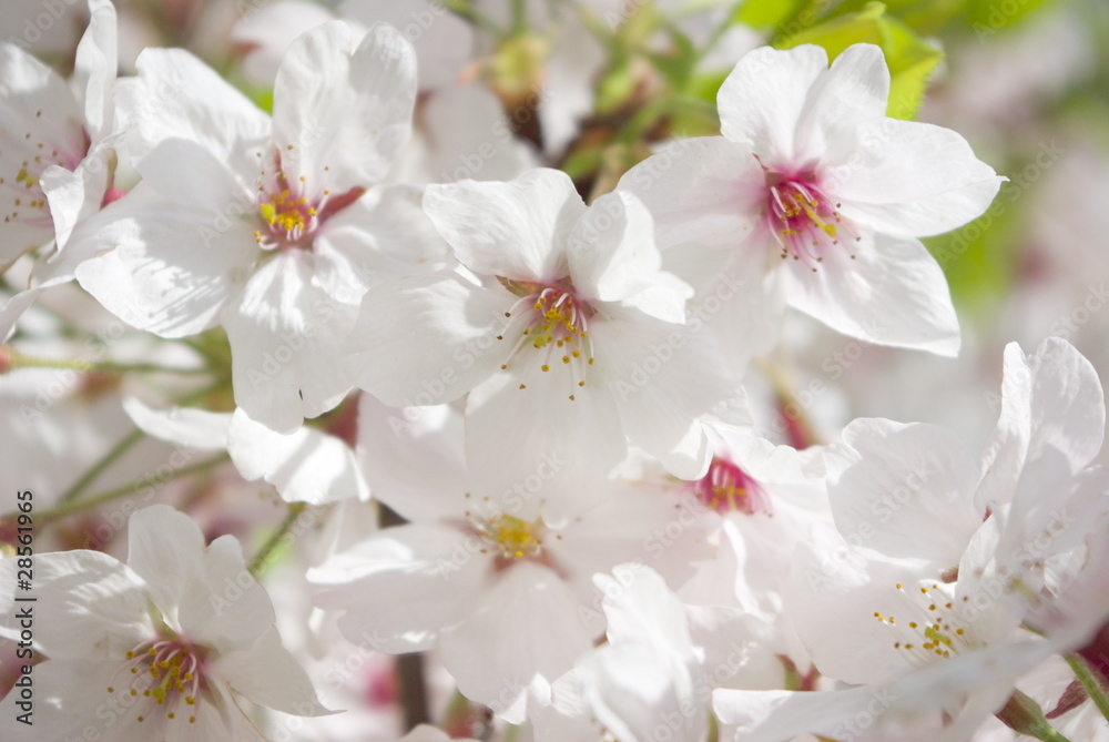 桜満開