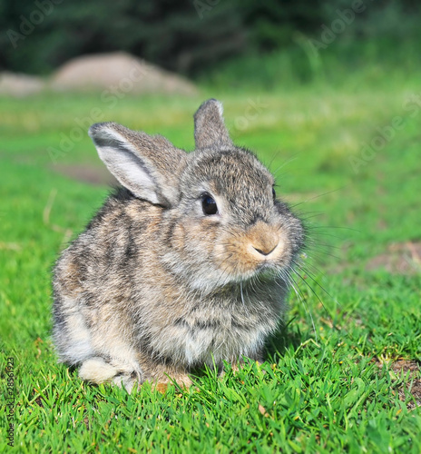rabbit sitting on grass
