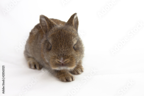 Baby rabbit