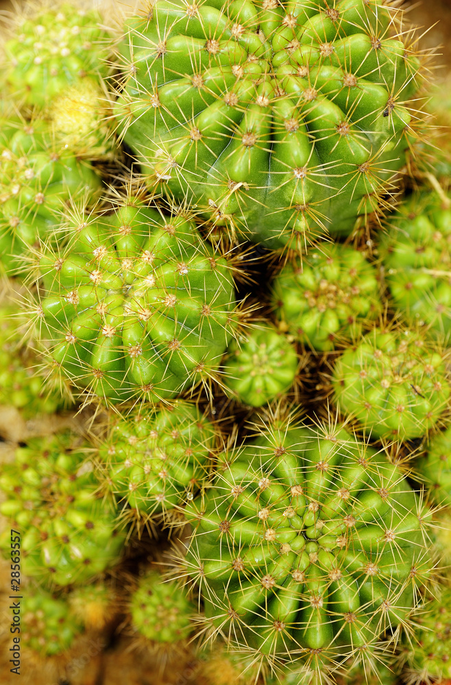 cactus cactus