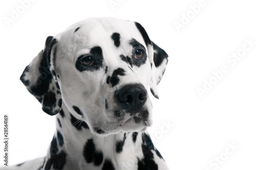Dalmatiner Hund Kopf Portrait © fotowebbox