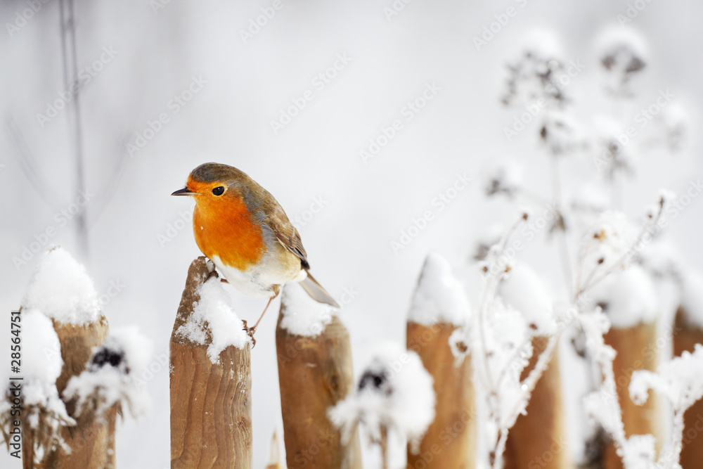 Fototapeta premium European Robin perching on a garden fence in winter