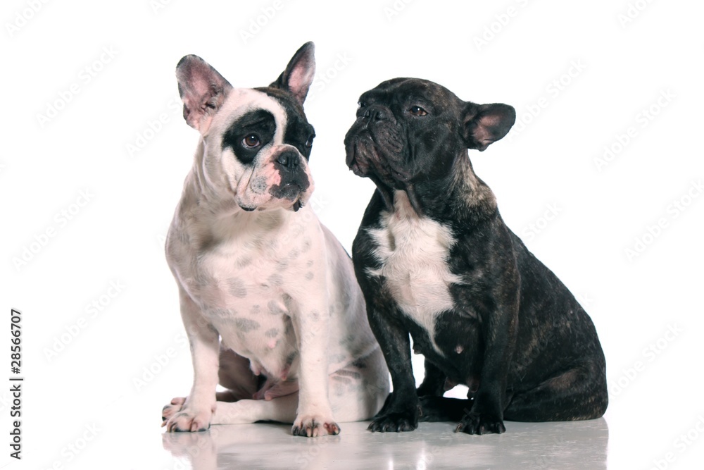 zwei Hunde French Bulldogge