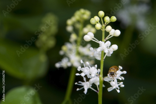 Konwalijka dwulistna Maianthemum bifolium photo
