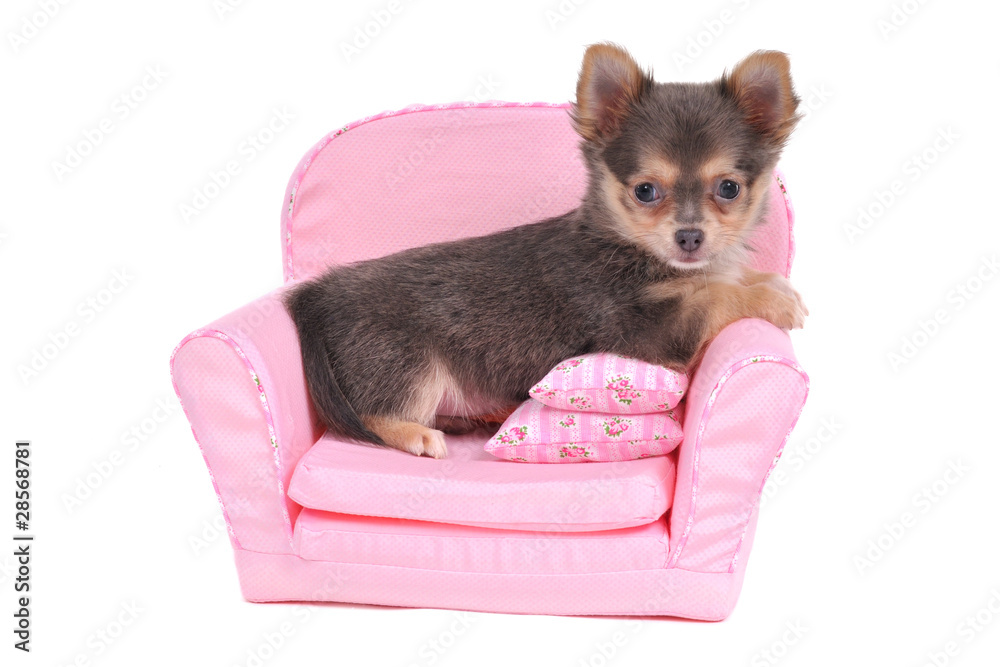 Obraz premium Pet Comfort