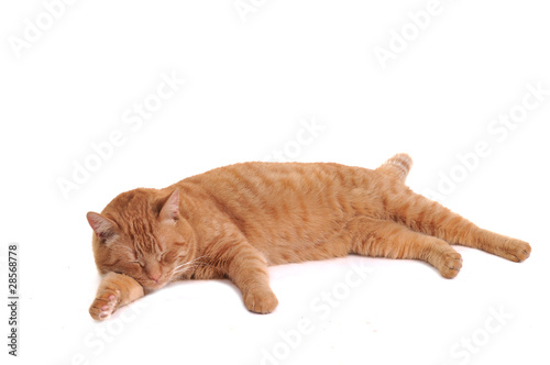 Sleeping Red Cat